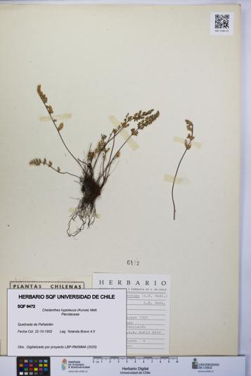 Cheilanthes hypoleuca [Espécimen: UCH:SQF:0006472]