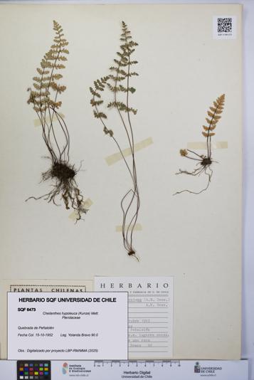 Cheilanthes hypoleuca [Espécimen: UCH:SQF:0006473]
