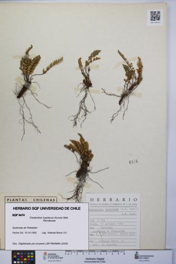 Cheilanthes hypoleuca [Espécimen: UCH:SQF:0006474]