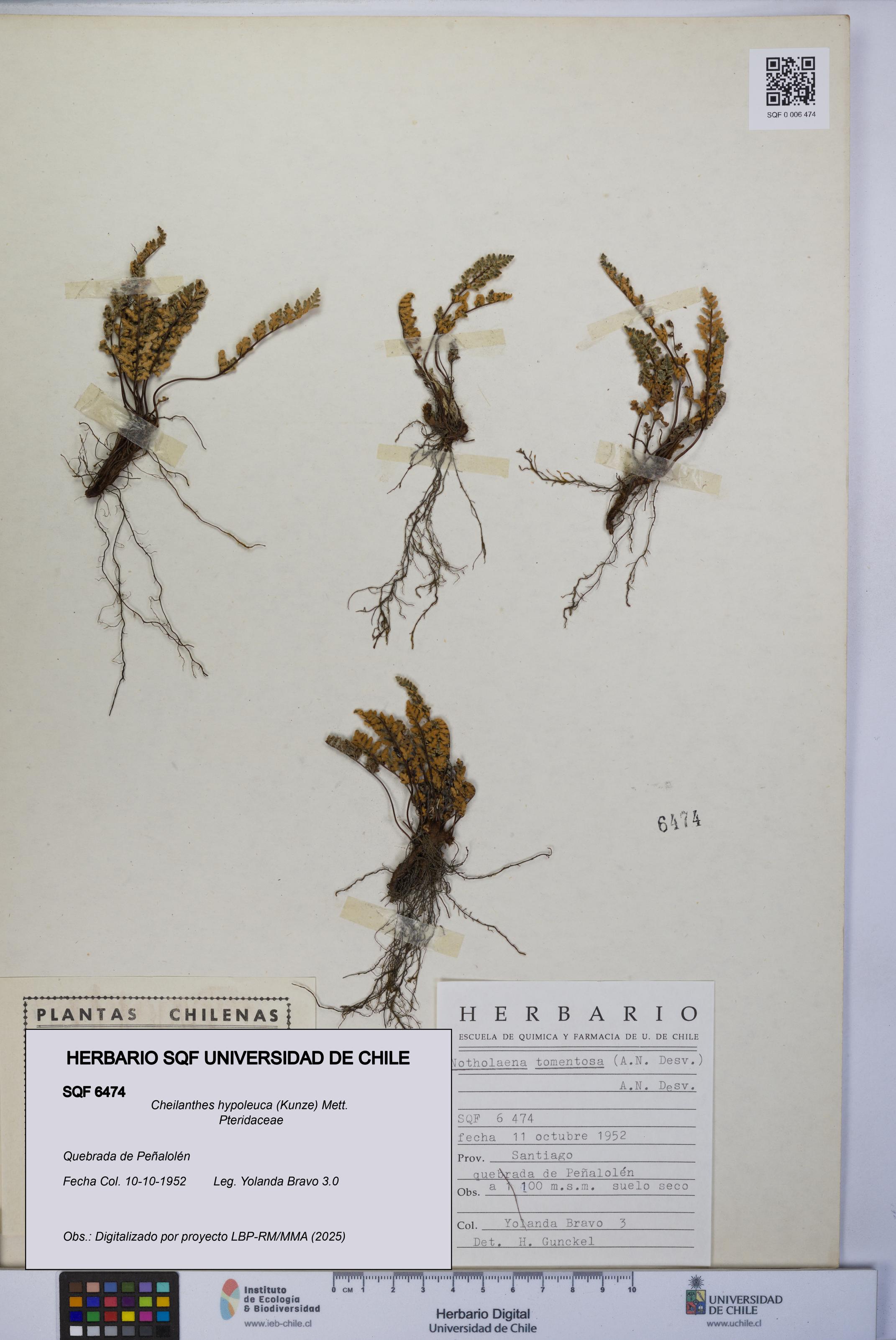 Cheilanthes hypoleuca [Espécimen: UCH:SQF:0006474]