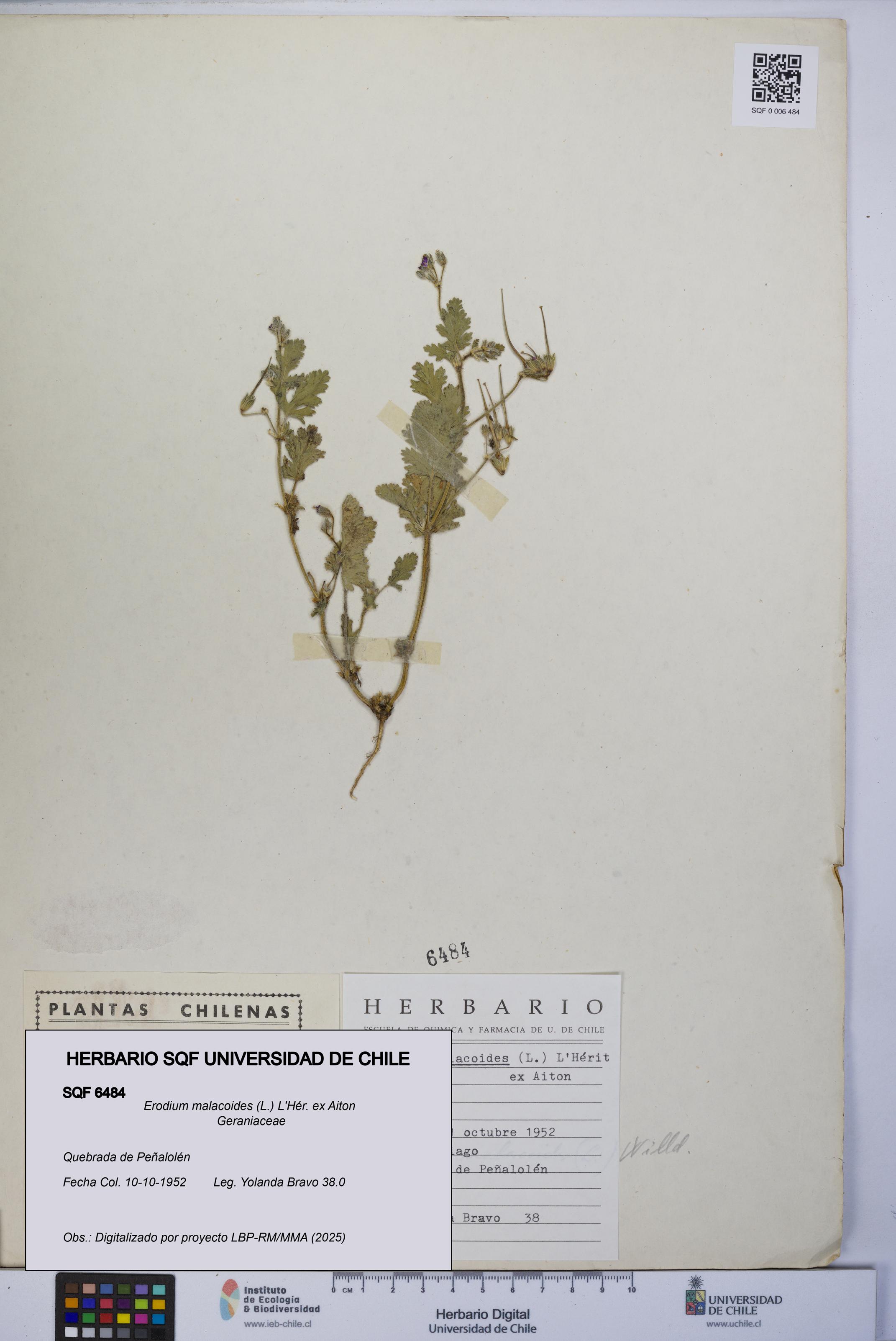 Erodium malacoides [Espécimen: UCH:SQF:0006484]