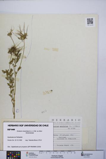 Erodium moschatum [Espécimen: UCH:SQF:0006485]