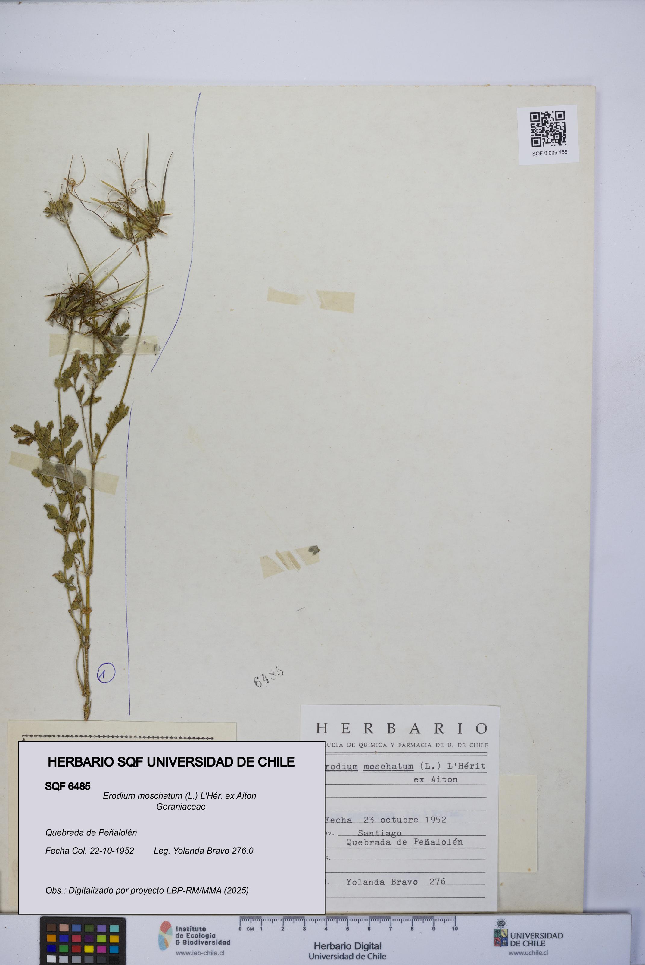 Erodium moschatum [Espécimen: UCH:SQF:0006485]