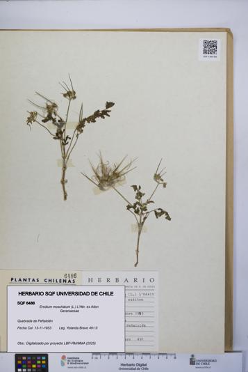 Erodium moschatum [Espécimen: UCH:SQF:0006486]