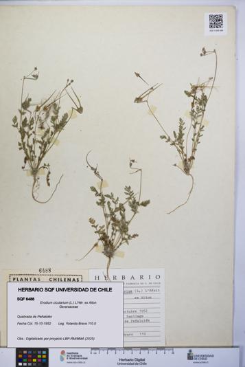 Erodium cicutarium [Espécimen: UCH:SQF:0006488]