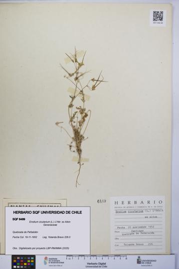 Erodium cicutarium [Espécimen: UCH:SQF:0006489]