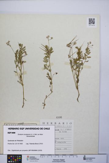 Erodium cicutarium [Espécimen: UCH:SQF:0006490]