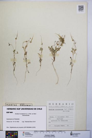 Erodium cicutarium [Espécimen: UCH:SQF:0006491]