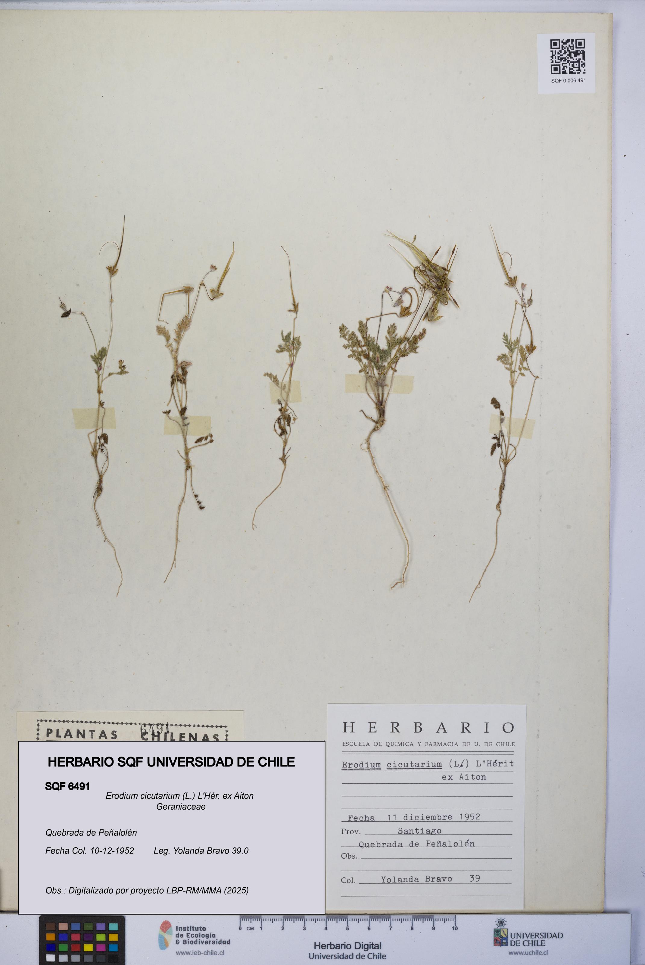 Erodium cicutarium [Espécimen: UCH:SQF:0006491]