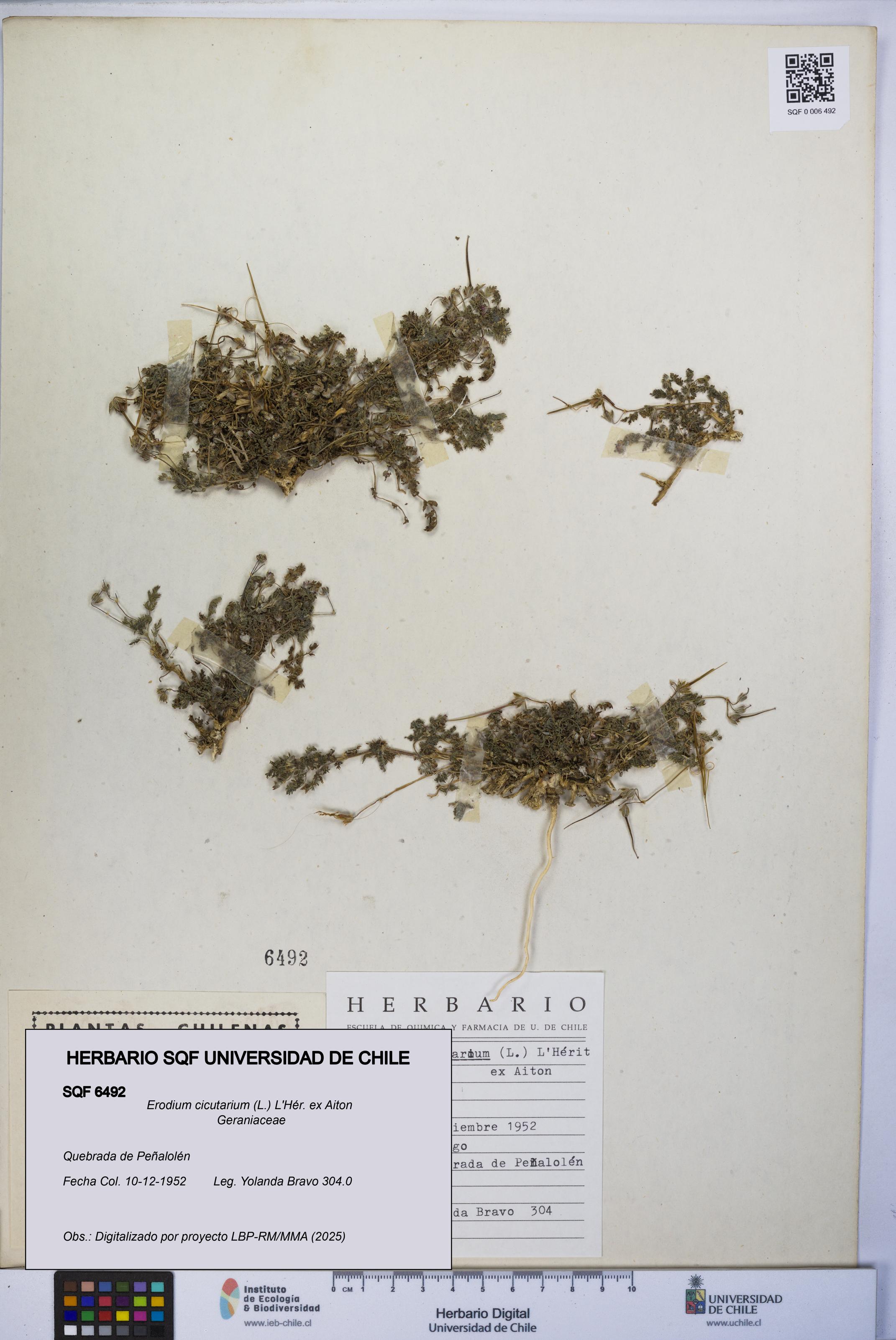 Erodium cicutarium [Espécimen: UCH:SQF:0006492]