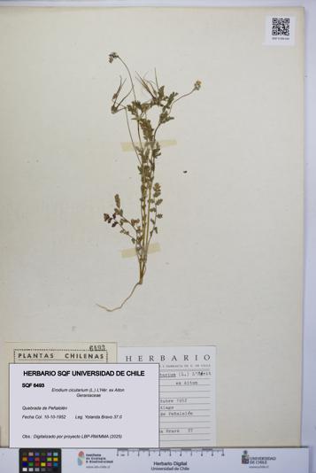Erodium cicutarium [Espécimen: UCH:SQF:0006493]