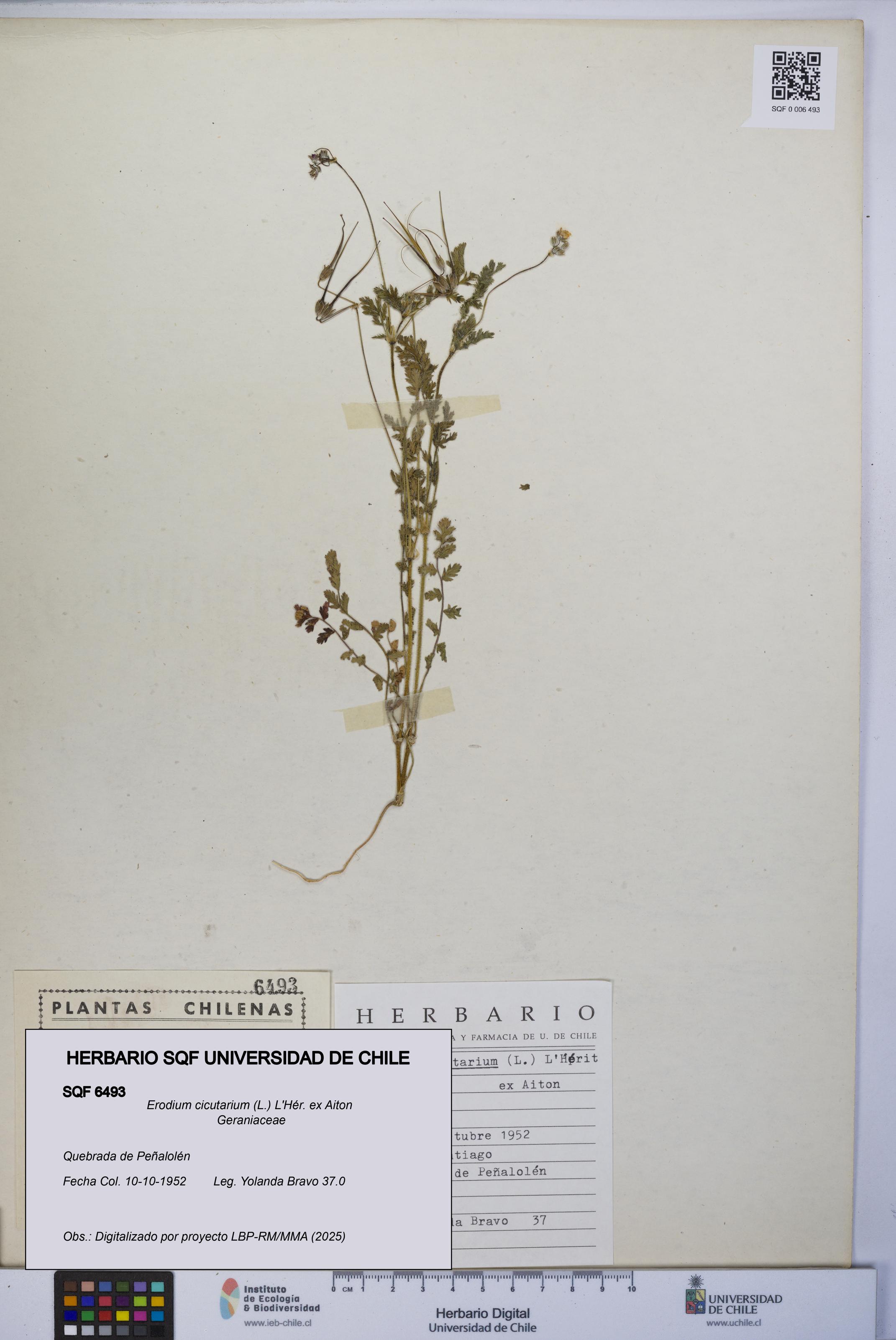 Erodium cicutarium [Espécimen: UCH:SQF:0006493]