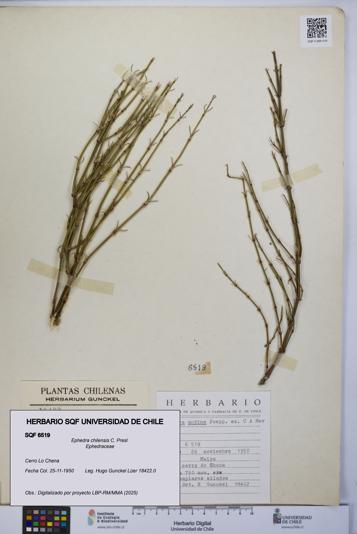 Ephedra chilensis [Espécimen: UCH:SQF:0006519]