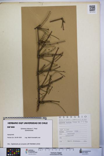 Ephedra chilensis [Espécimen: UCH:SQF:0006520]