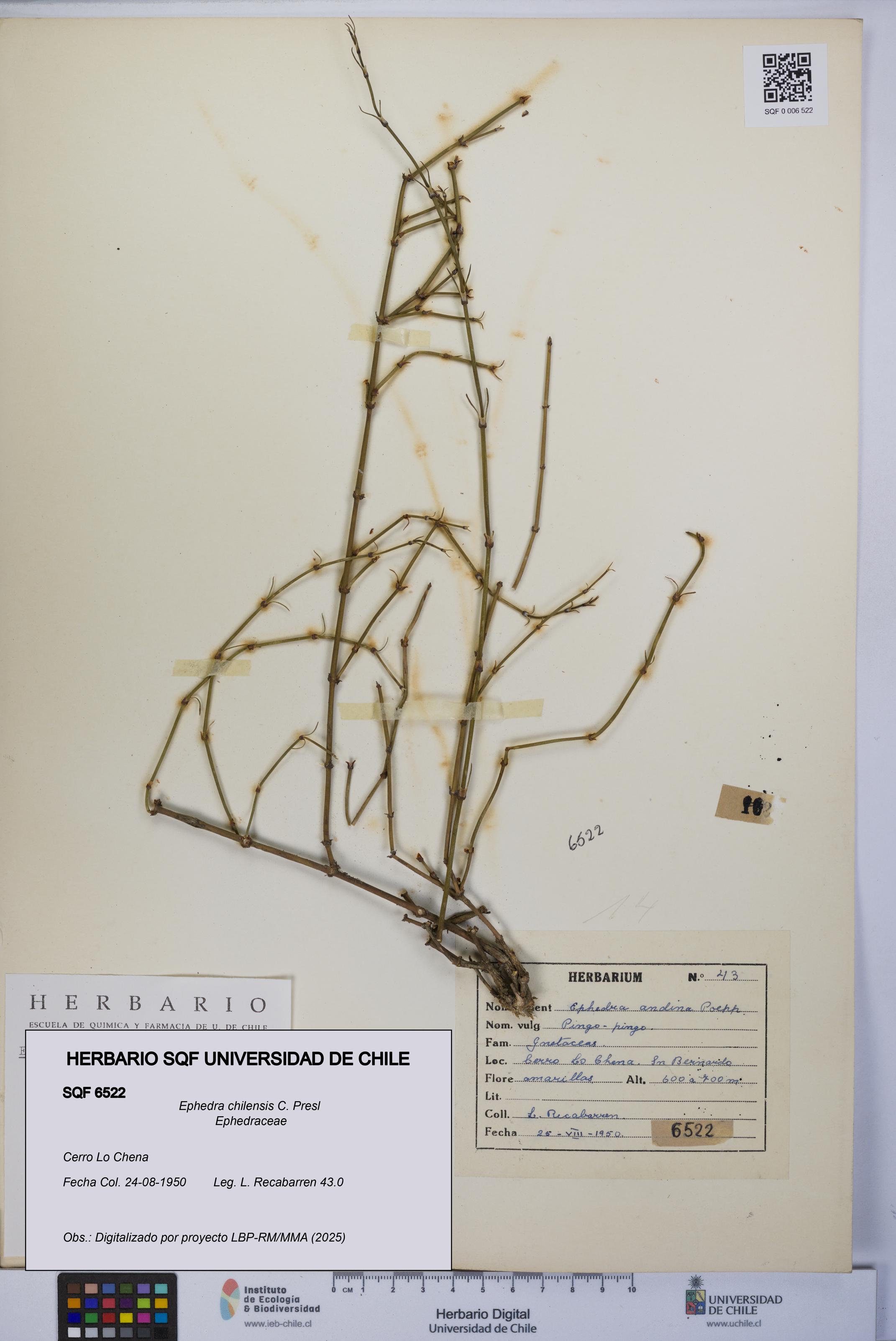 Ephedra chilensis [Espécimen: UCH:SQF:0006522]