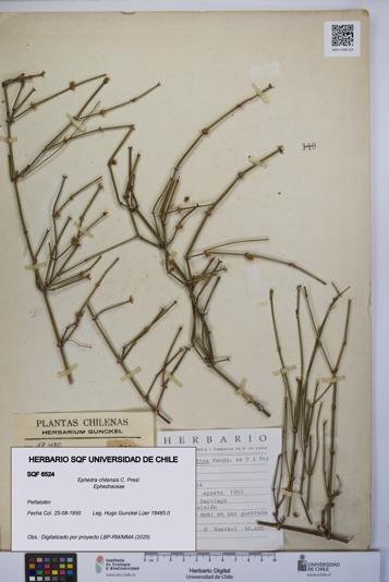 Ephedra chilensis [Espécimen: UCH:SQF:0006524]