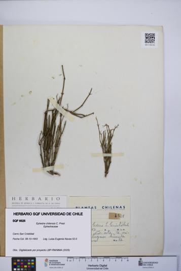 Ephedra chilensis [Espécimen: UCH:SQF:0006525]