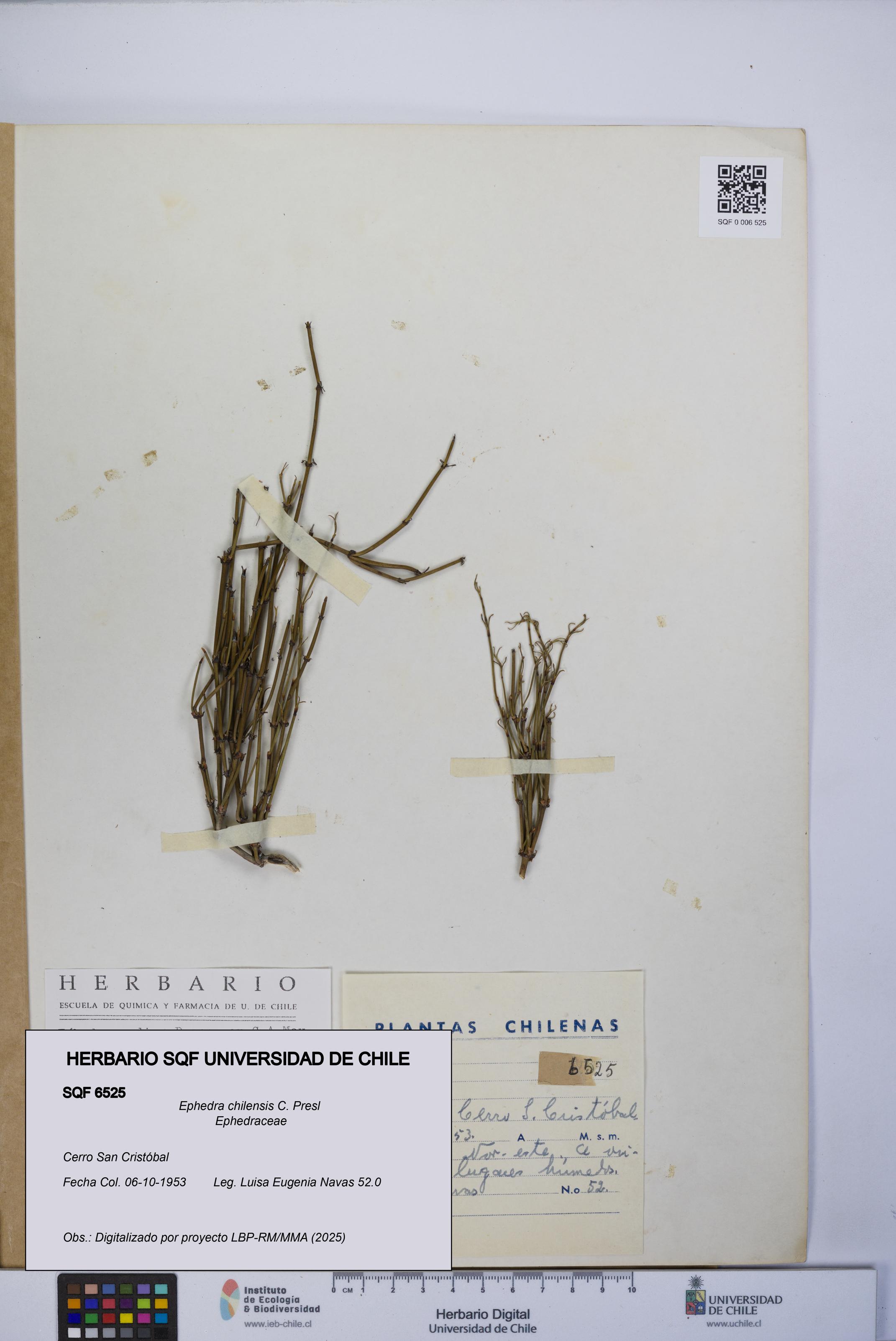 Ephedra chilensis [Espécimen: UCH:SQF:0006525]