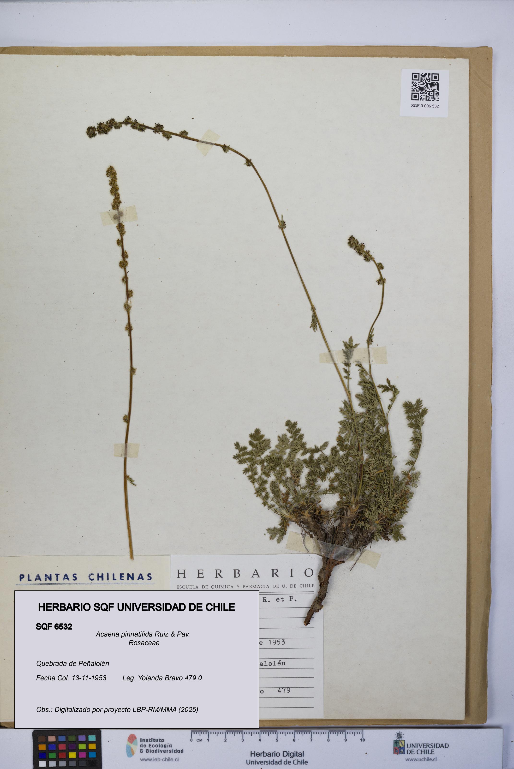 Acaena pinnatifida [Espécimen: UCH:SQF:0006532]