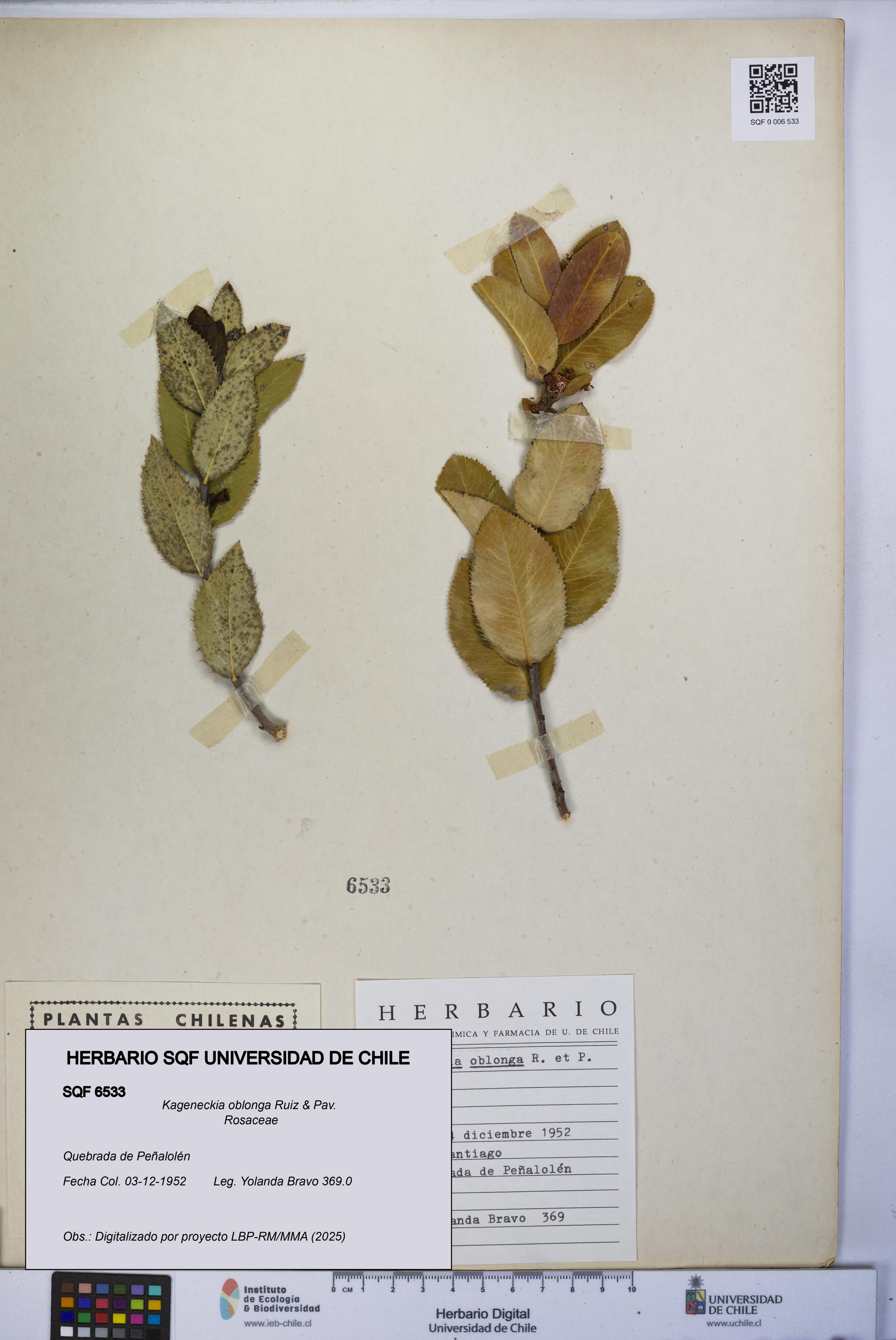 Kageneckia oblonga [Espécimen: UCH:SQF:0006533]