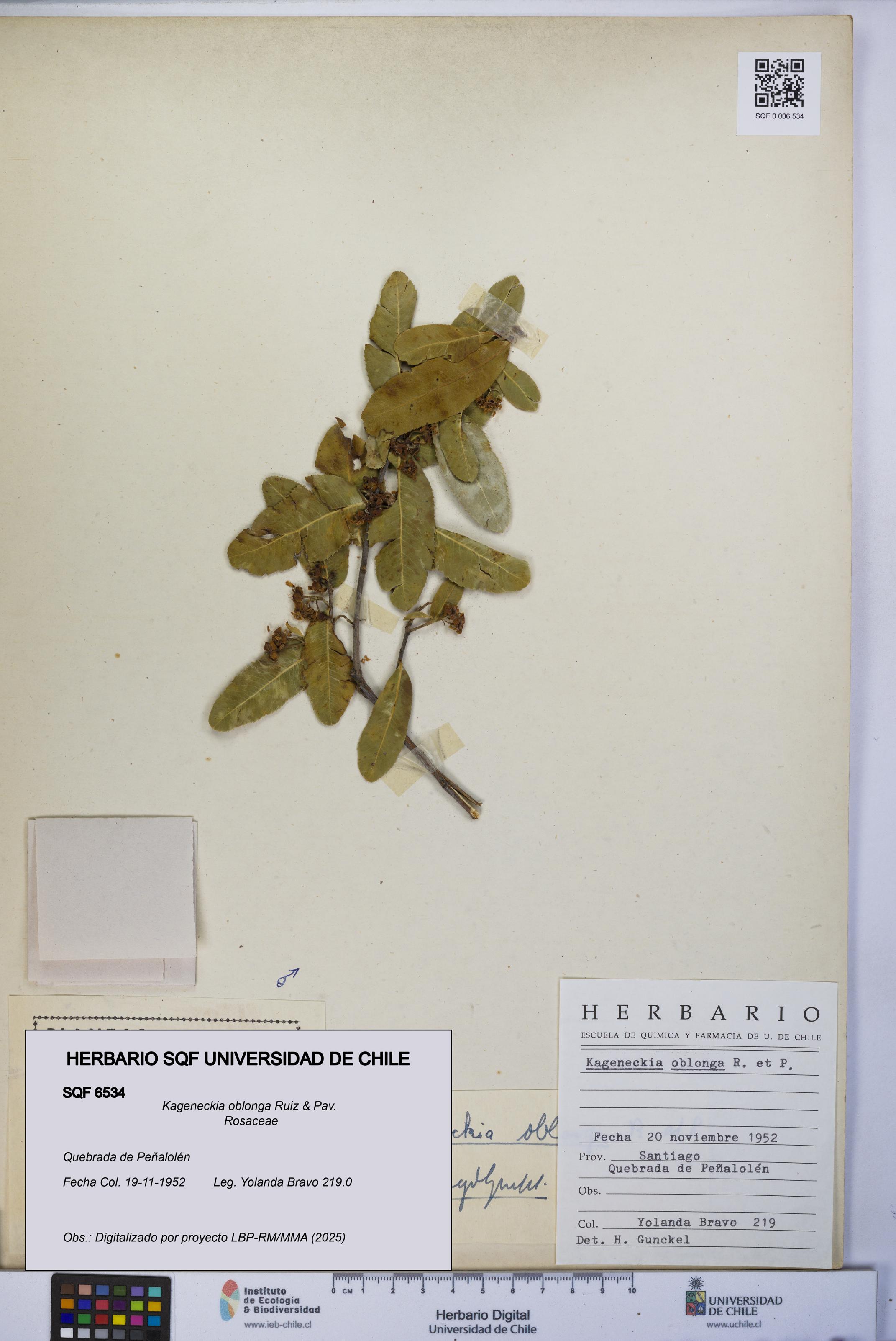 Kageneckia oblonga [Espécimen: UCH:SQF:0006534]