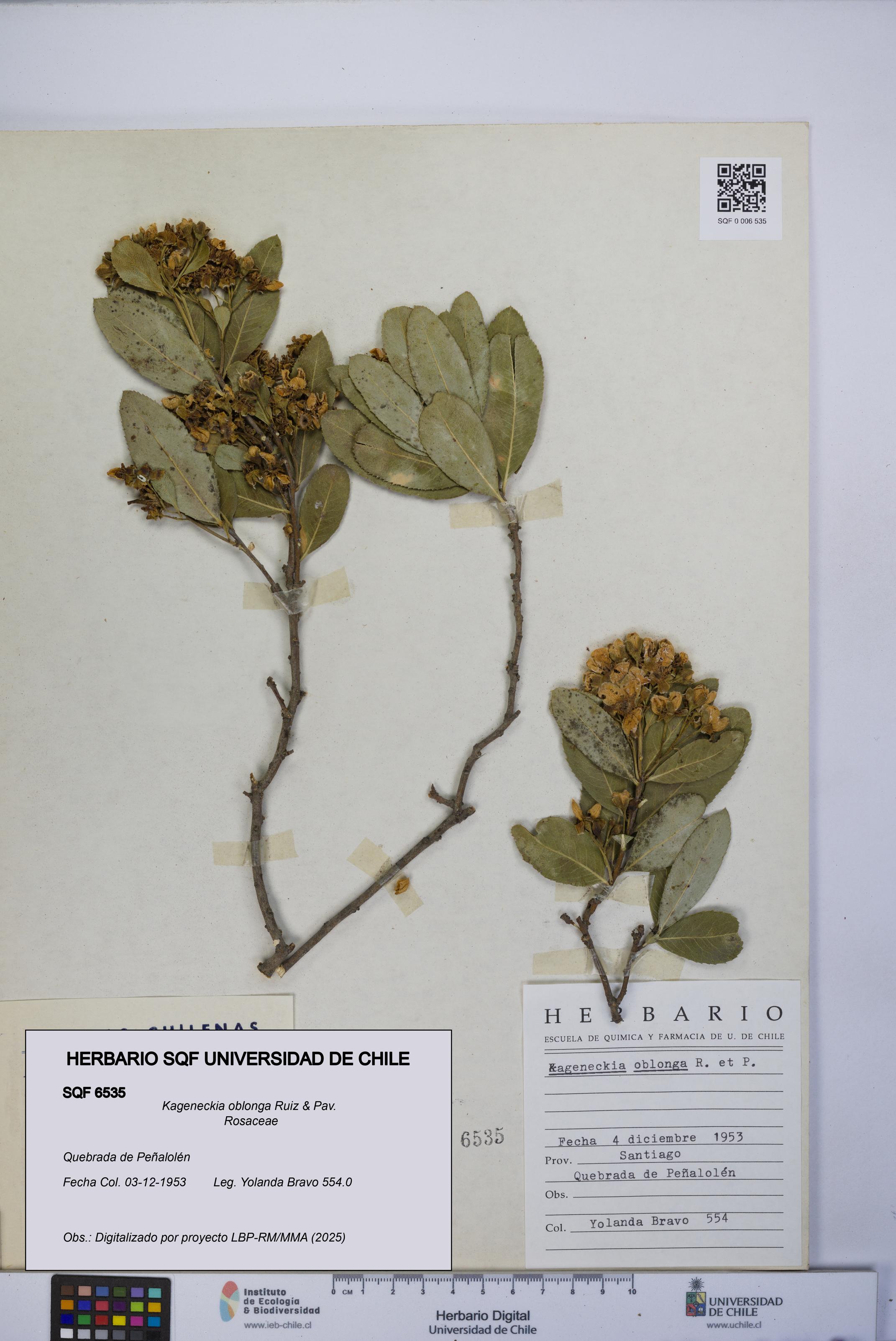 Kageneckia oblonga [Espécimen: UCH:SQF:0006535]