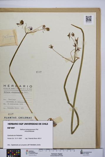 Gethyum atropurpureum [Espécimen: UCH:SQF:0006537]