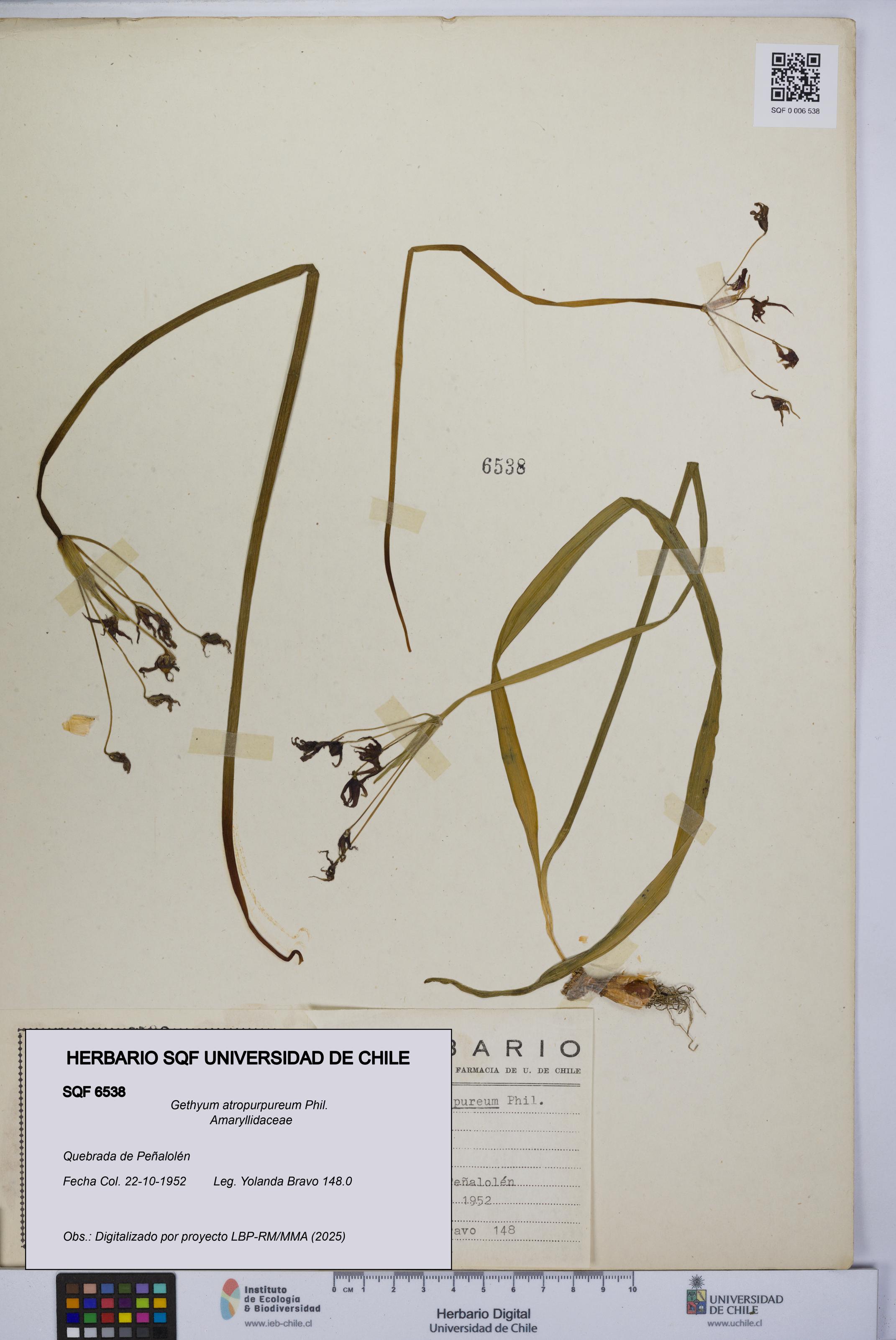 Gethyum atropurpureum [Espécimen: UCH:SQF:0006538]