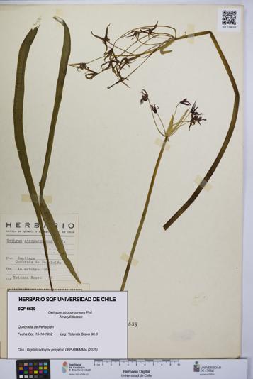 Gethyum atropurpureum [Espécimen: UCH:SQF:0006539]