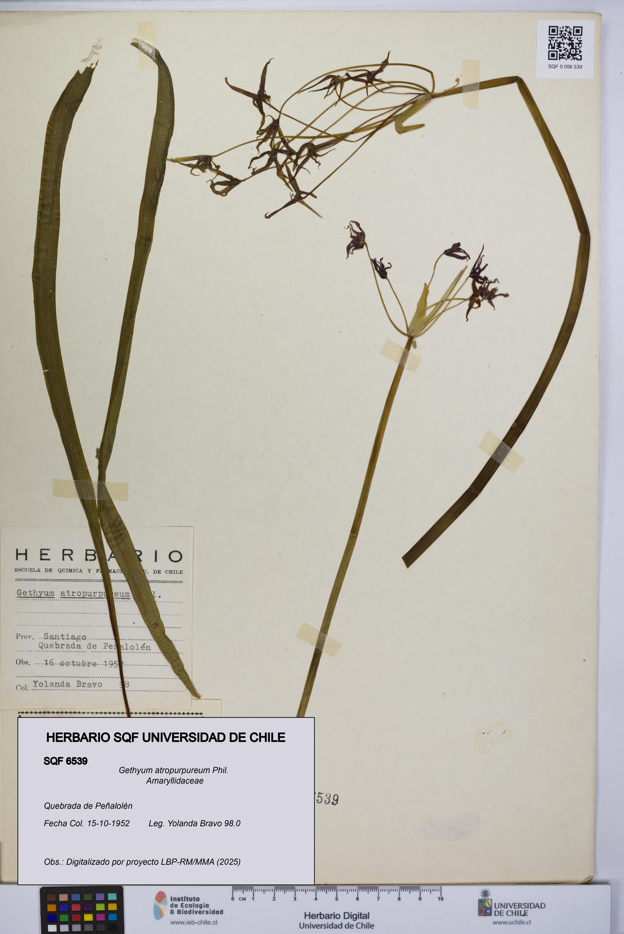 Gethyum atropurpureum [Espécimen: UCH:SQF:0006539]