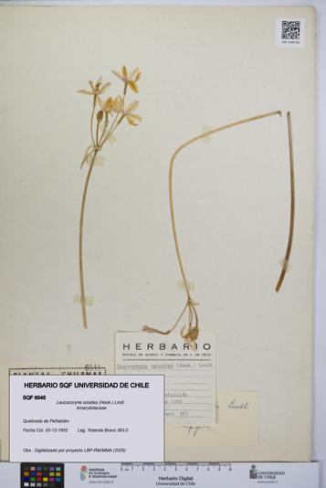 Leucocoryne ixioides [Espécimen: UCH:SQF:0006545]