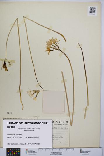 Leucocoryne ixioides [Espécimen: UCH:SQF:0006546]
