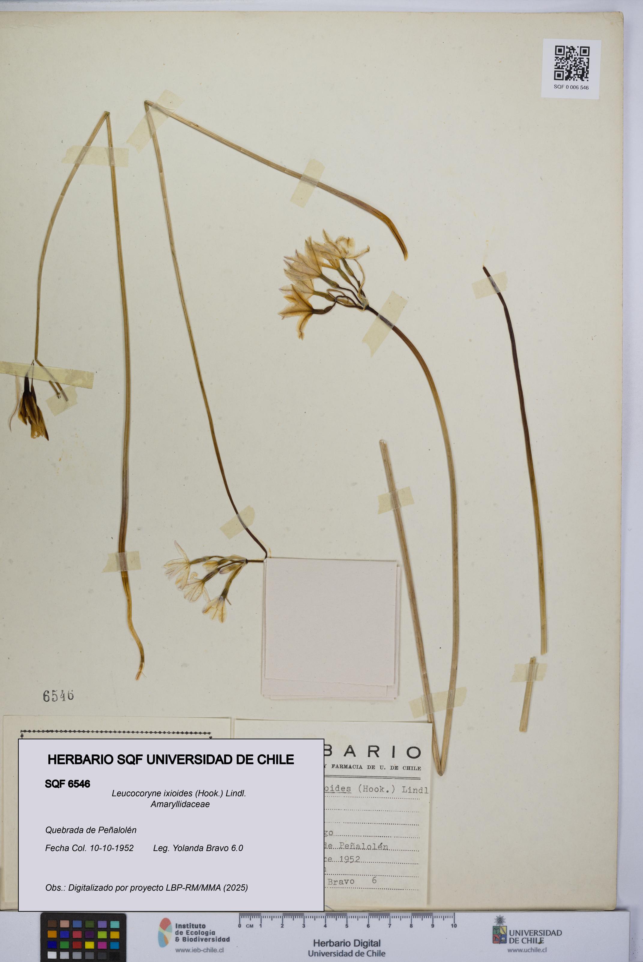 Leucocoryne ixioides [Espécimen: UCH:SQF:0006546]