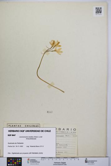 Leucocoryne ixioides [Espécimen: UCH:SQF:0006547]