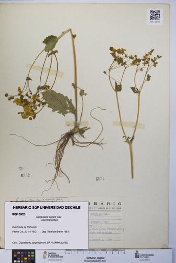 Calceolaria paralia [Espécimen: UCH:SQF:0006552]