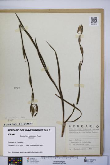 Sisyrinchium cuspidatum [Espécimen: UCH:SQF:0006567]