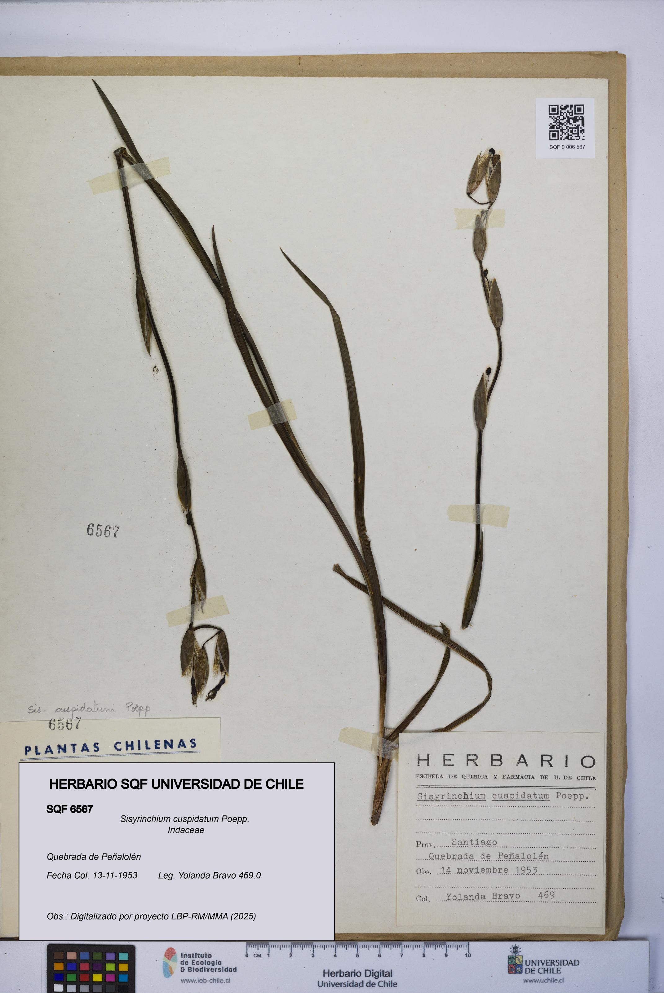 Sisyrinchium cuspidatum [Espécimen: UCH:SQF:0006567]