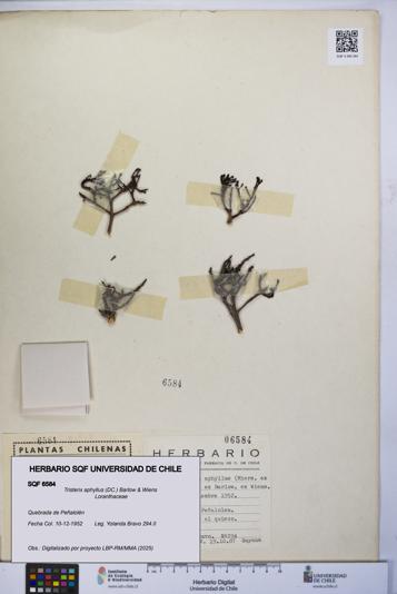 Tristerix aphyllus [Espécimen: UCH:SQF:0006584]