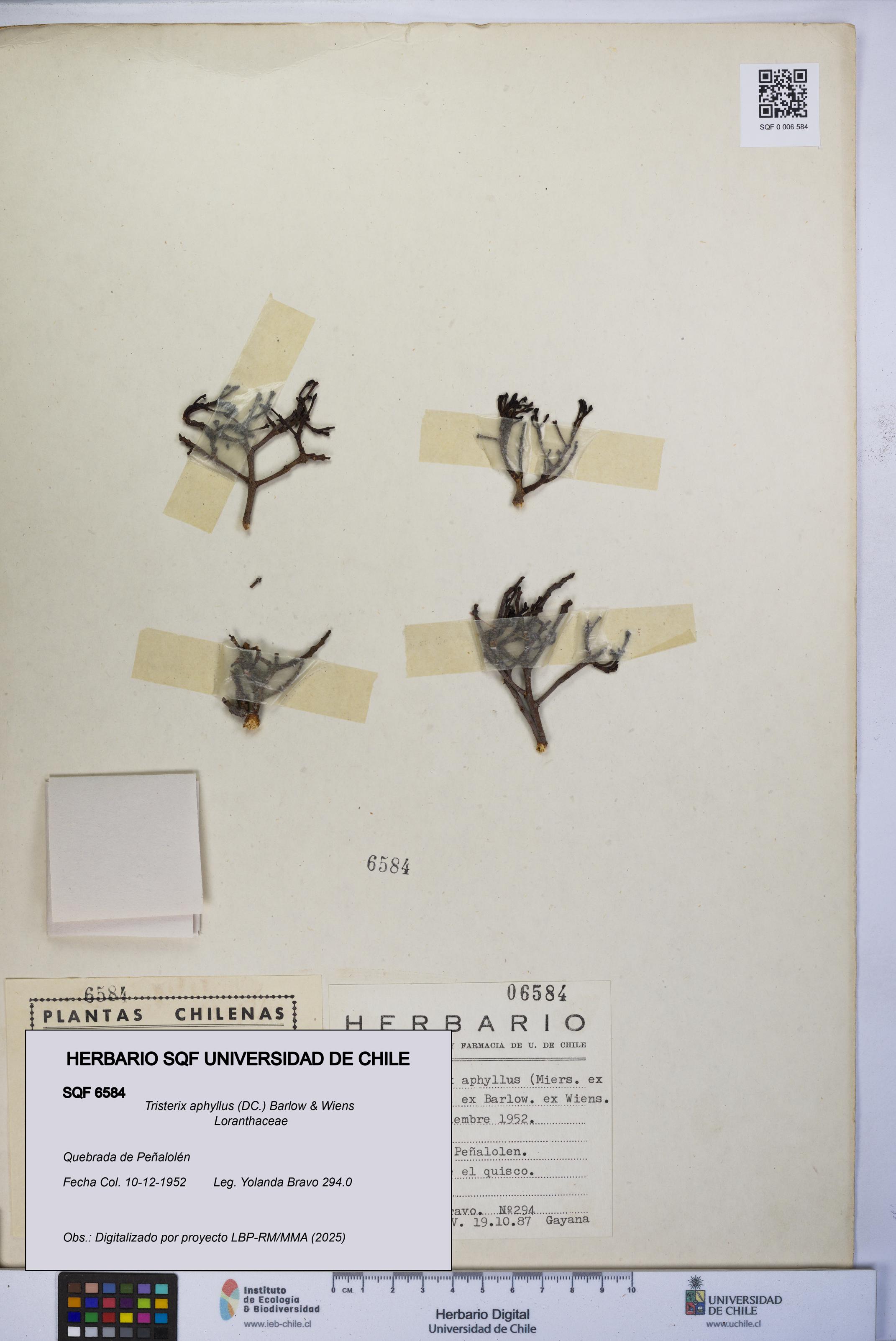 Tristerix aphyllus [Espécimen: UCH:SQF:0006584]