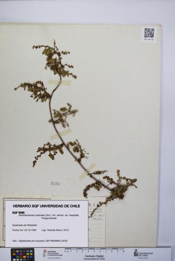 Muehlenbeckia hastulata var. hastulata [Espécimen: UCH:SQF:0006585]