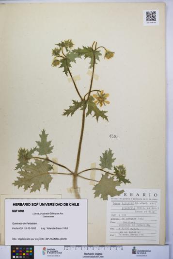 Loasa prostrata [Espécimen: UCH:SQF:0006591]