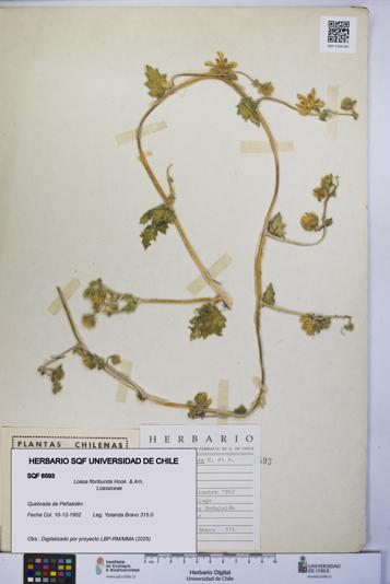 Loasa floribunda [Espécimen: UCH:SQF:0006593]