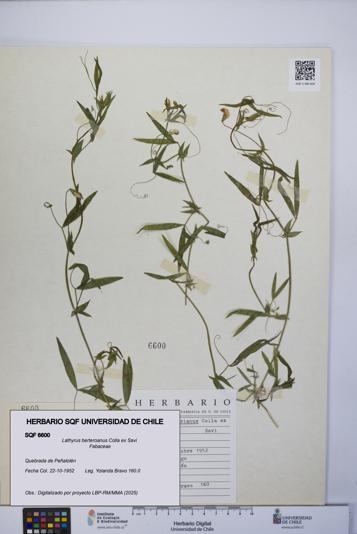 Lathyrus berteroanus [Espécimen: UCH:SQF:0006600]
