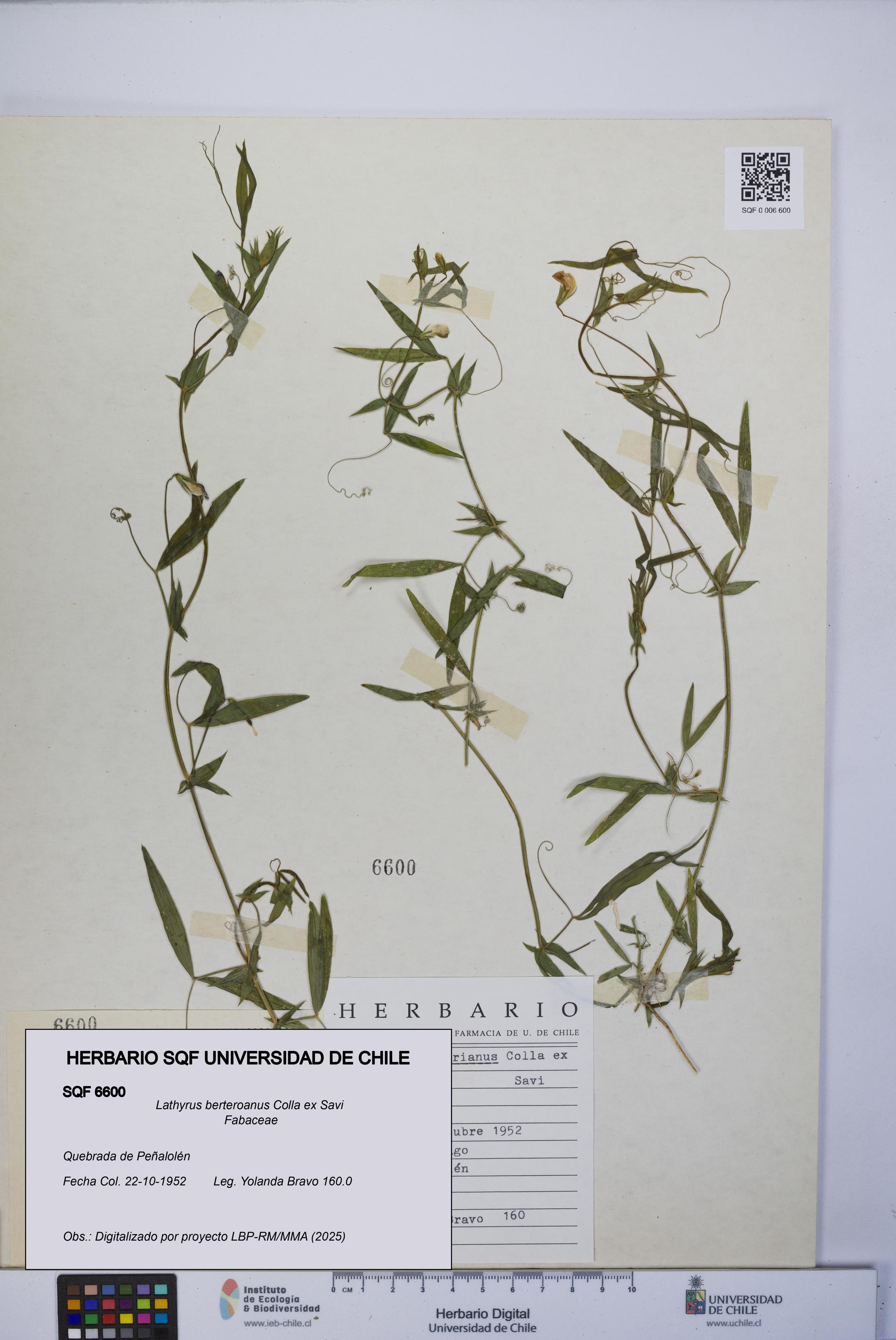 Lathyrus berteroanus [Espécimen: UCH:SQF:0006600]