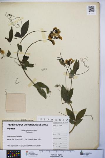 Lathyrus hookeri [Espécimen: UCH:SQF:0006602]