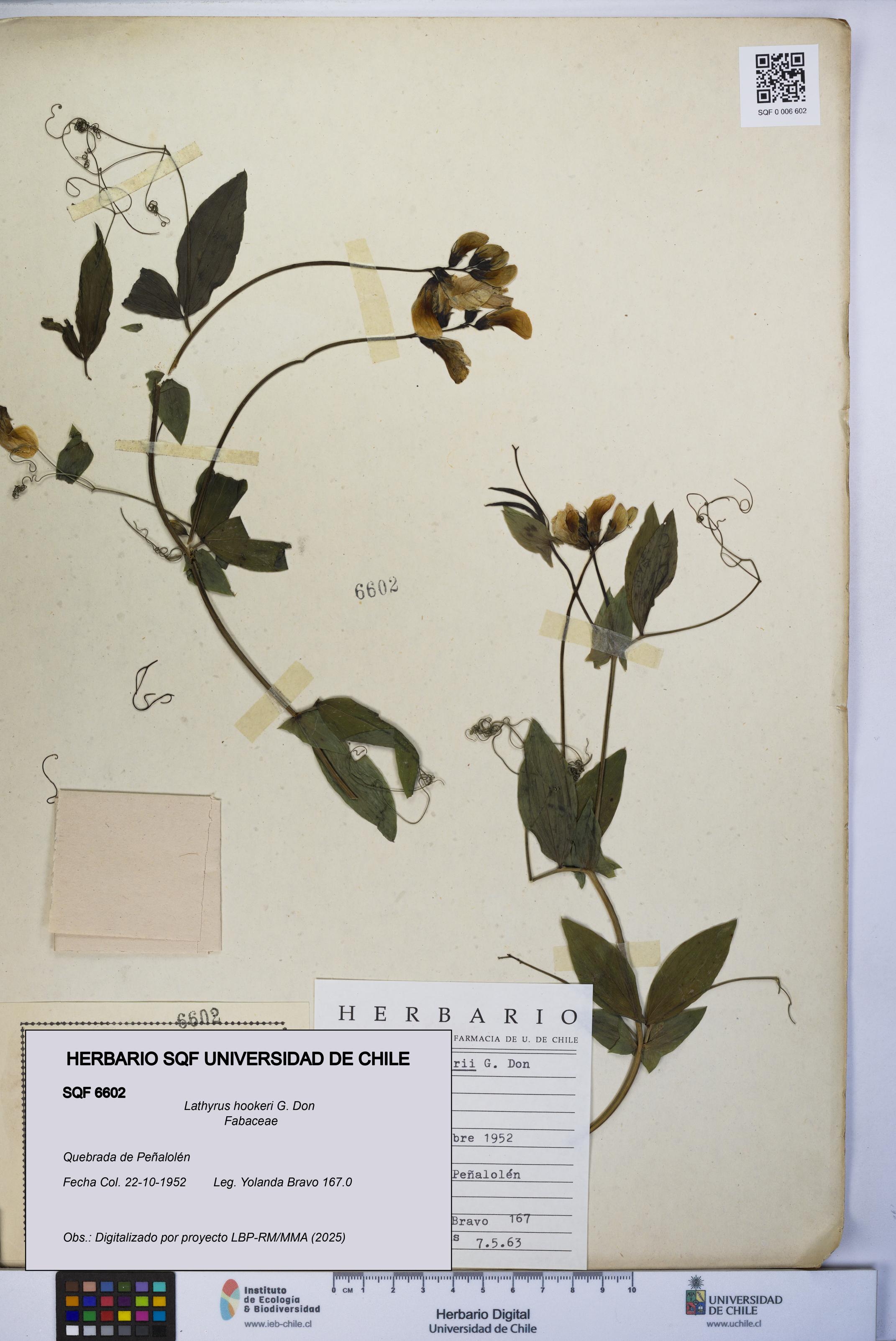 Lathyrus hookeri [Espécimen: UCH:SQF:0006602]