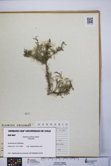 Adesmia confusa [Espécimen: UCH:SQF:0006607]