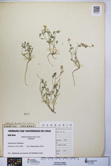 Adesmia tenella [Espécimen: UCH:SQF:0006616]