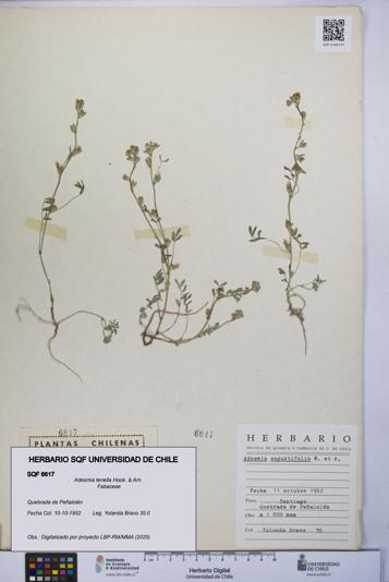 Adesmia tenella [Espécimen: UCH:SQF:0006617]