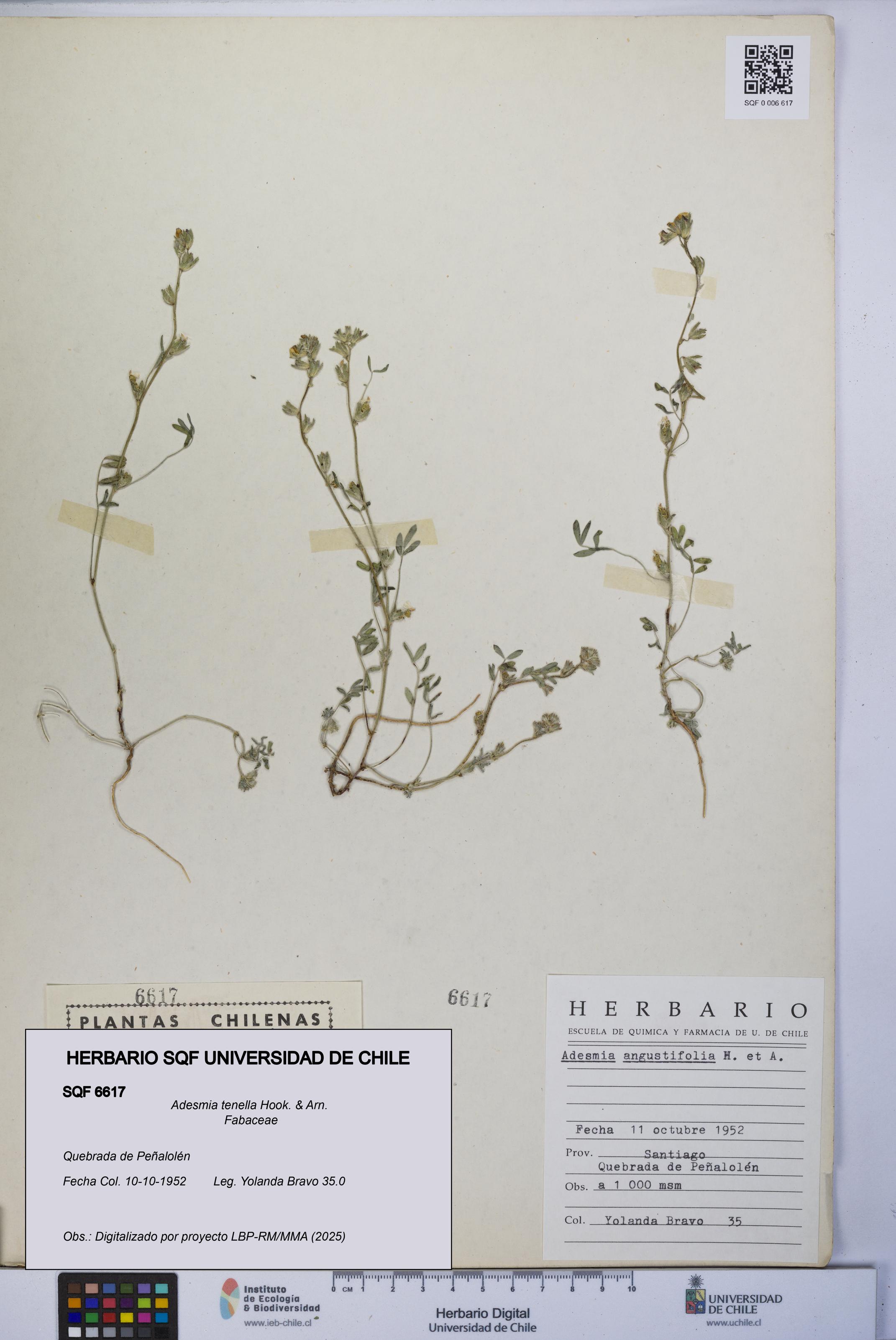 Adesmia tenella [Espécimen: UCH:SQF:0006617]